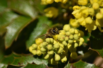 Blüten und Blütenknospen einer Mahonie mit Insekt