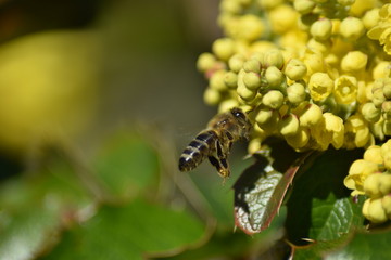 Blüten und Blütenknospen einer Mahonie mit Insekt