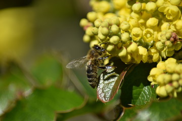 Blüten und Blütenknospen einer Mahonie mit Insekt