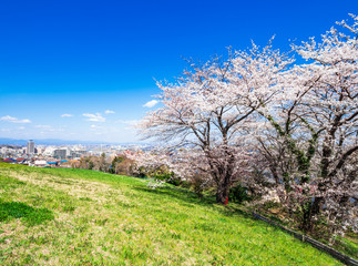 Fototapeta na wymiar 桜が咲く丘と住宅街