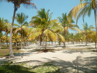 Fototapeta na wymiar Cocotiers palmiers plage paradisiaque caraïbes