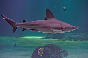 Requin à Nausicaa