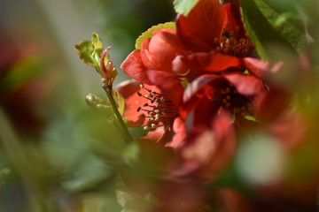 Japanische Zierquitte (Chaenomeles japonica)