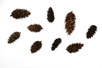 Pine cone on white background