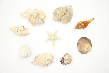 Seashells on white backgorund