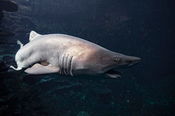 Requin bulldog à Nausicaa