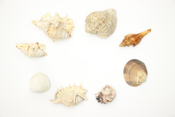 Seashells on white backgorund