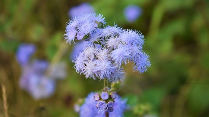 blue flower