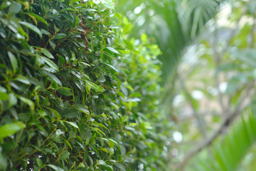 landscaping of green nature garden with water dew drop on leaf, springtime in the morning day