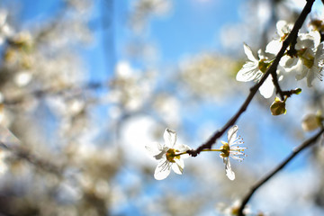 White spring flowers