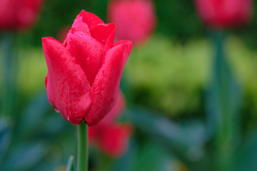 Tulips in spring after the rain