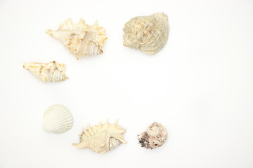 Seashells on white backgorund