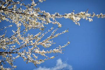 White spring flowers against blue sky