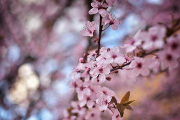 Pink spring flowers