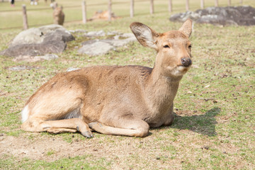 fawn or deer in the prairies of Tobihino in the city of Nara in Japan 6