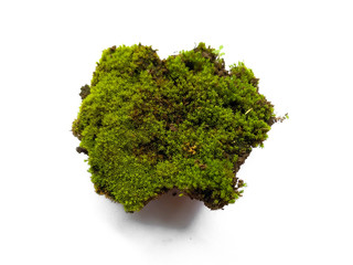 Fototapeta premium Moss texture background. Green moss on white background. Green moss with dirt or soil isolated on white background
