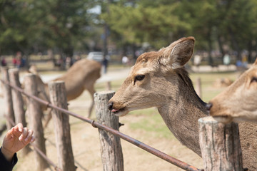 fawn or deer in the prairies of Tobihino in the city of Nara in Japan 11