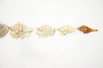 Seashells on white backgorund