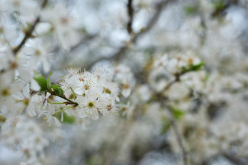 White spring flowers