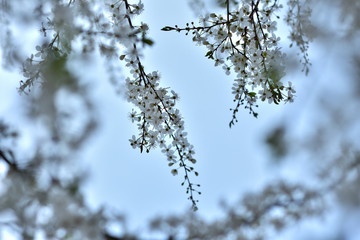 White spring flowers