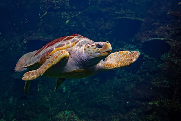 Tortue marine à Nausicaa en très haute sensibilité