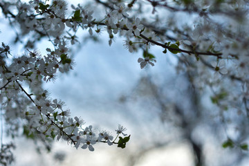 White spring flowers