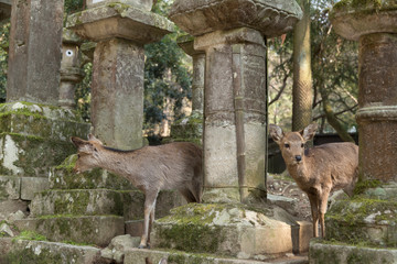 fawns or deer among the stone lanterns in Tobishino in the city of Nara in Japan 3