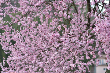 Pink spring flowers
