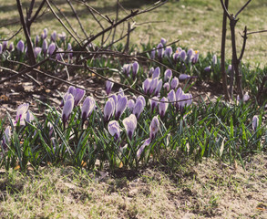 Spring crocus flowers in the park.