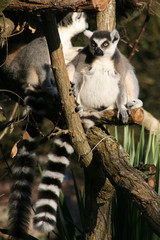 Ring-tailed lemur