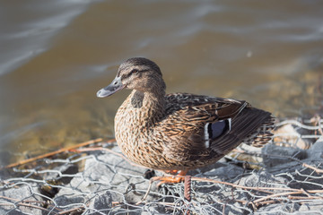 Duck on the shore. Close-up portrait duck. Duck in the park.
