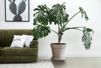 Interior of modern room with comfortable sofa and houseplant - obrazy, fototapety, plakaty