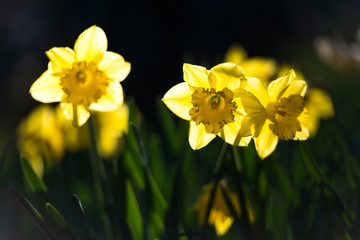Yellow flowers Daffodils