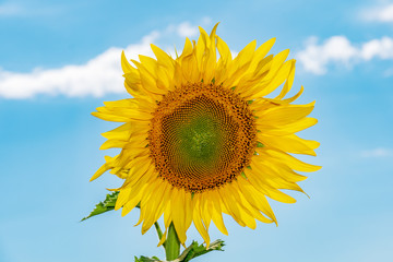 Beautiful sunflowers in the field natural background.