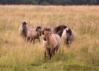 Wild horses