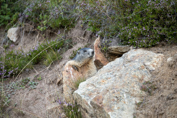 marmot in the alps