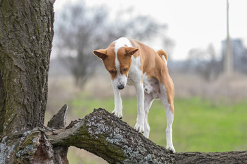 Mature Basenji dog looking down while standing on a broken tree branch