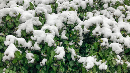 last snow and texture on the vines
