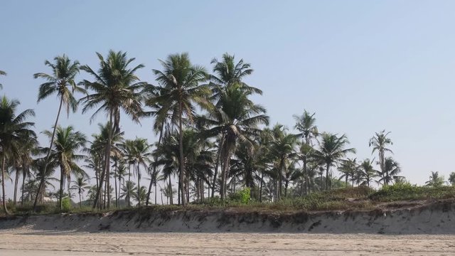 Coconut Palm trees in India, Goa. 