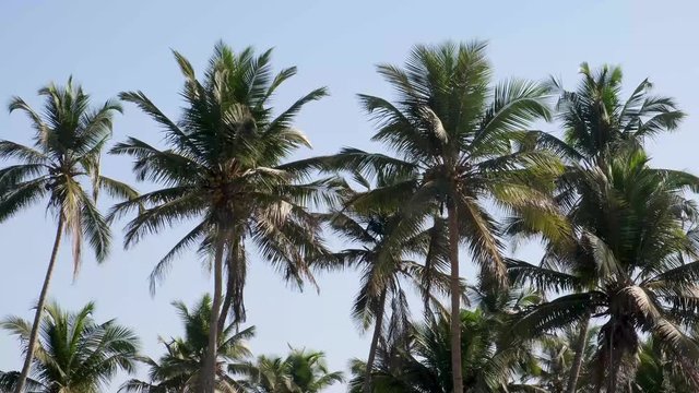 Coconut Palm trees in India, Goa. 