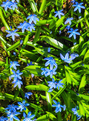 Blooming in early spring blue-blue flowers of Siberian woodland.