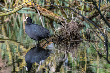 Eurasian coot (Fulica atra)