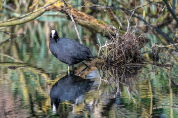 Eurasian coot (Fulica atra)
