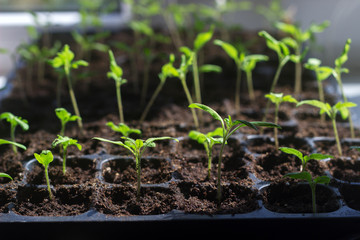 Tray with young tomato sprouts on the windowsill. Growing seedlings at home.