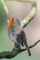 European robin (Erithacus rubecula)