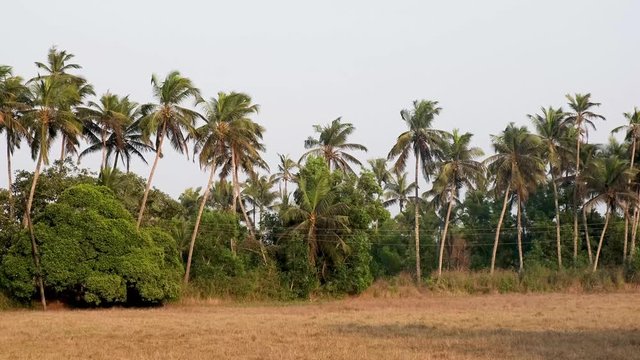 Coconut Palm trees in India, Goa. 