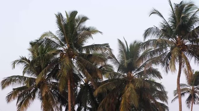Coconut Palm trees in India, Goa. 