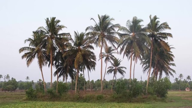 Coconut Palm trees in India, Goa. 