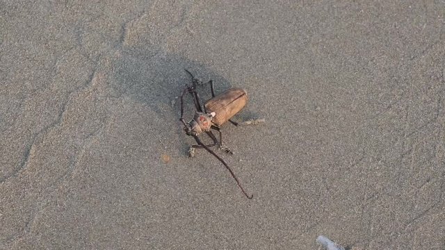 Tree borer (Batocera rufomaculata) on the sand