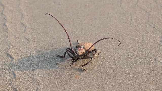 Tree borer (Batocera rufomaculata) on the sand